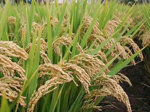 42.5萬畝稻田、1300余臺(tái)收割機(jī)……豐收！熱，并快樂著