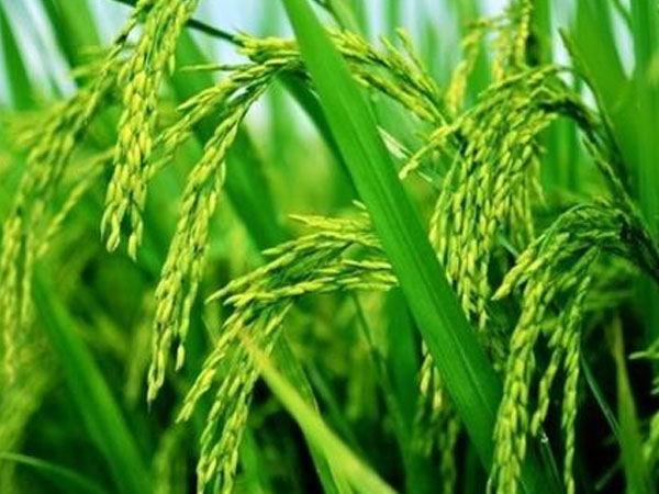 華南農業(yè)大學水稻無人農場產出大米，畝產558.6公斤