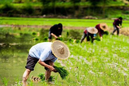 我國水稻小麥自給率連續(xù)5年達(dá)