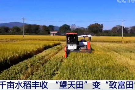 福建長?。呵М€水稻豐收 “望天田”變“致富田”